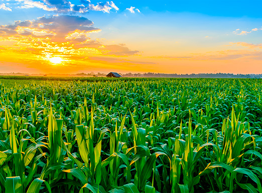 Lavoura de milho