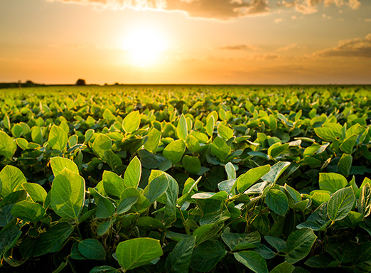 Lavoura de soja