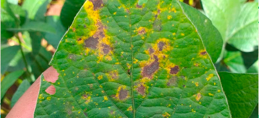 Folha de soja com cercosporiose