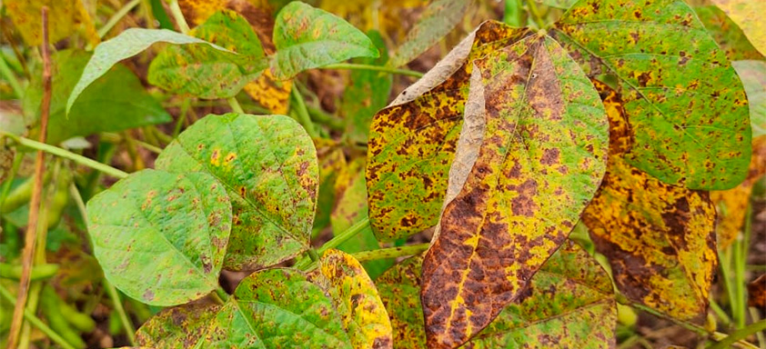 Soja com cercoporiose