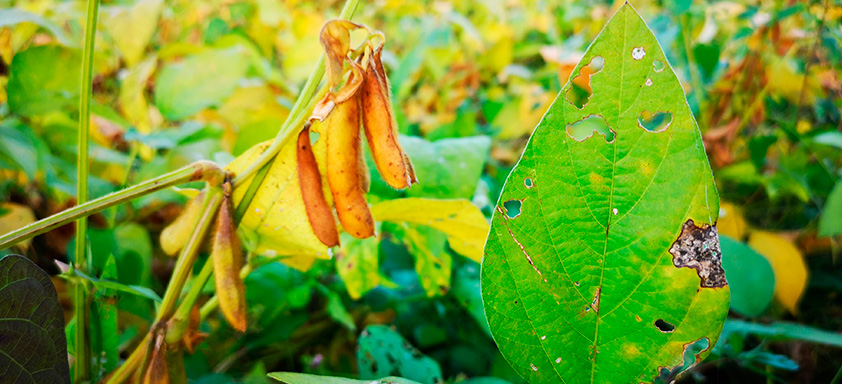 Lavoura de soja doente