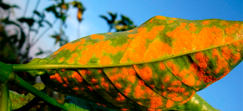 Ferrugem-do-cafeeiro