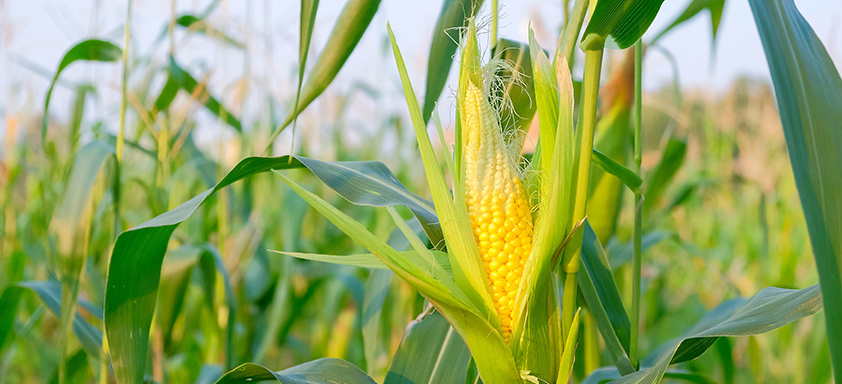 Lavoura de milho