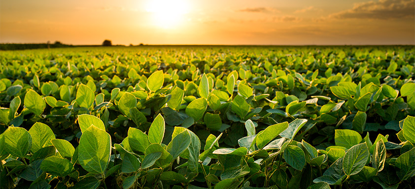 Lavoura de soja