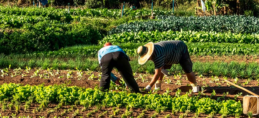 Lavoura de hortifrúti