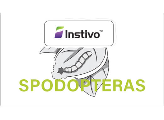 Ilustração de Spodoptera