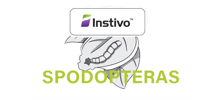 Ilustração de Spodoptera