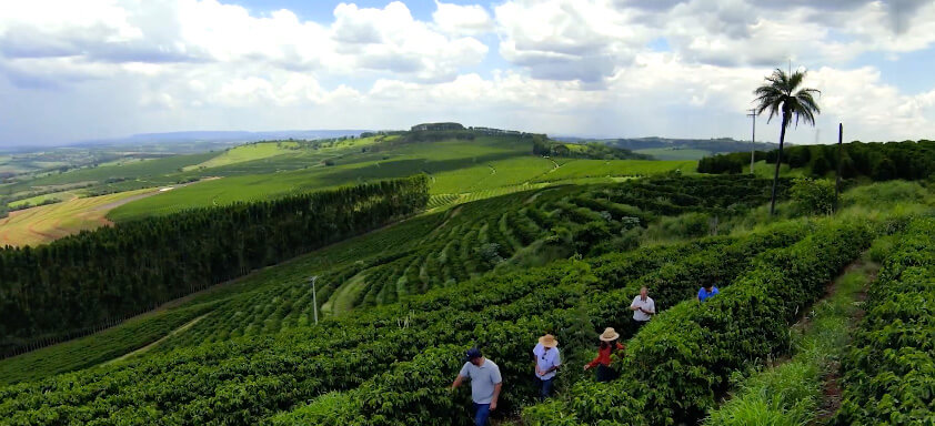 Pessoas andando em um cafezal