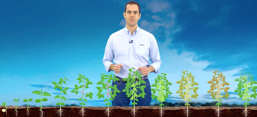 Henrique Franco, gerente de produtos inseticidas da Syngenta