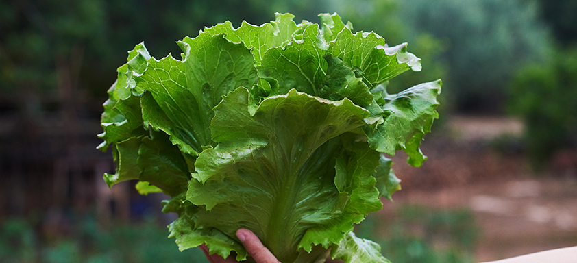 perspectivas de mercado da alface para 2022 e como o produtor deve se comportar