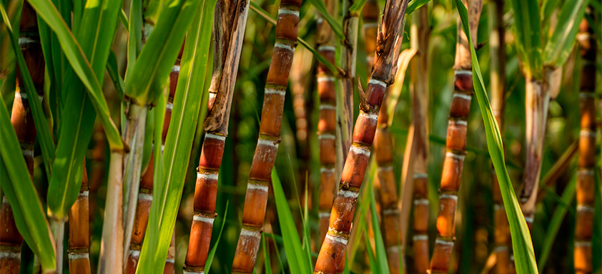 projeções da safra de cana