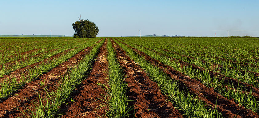 Cana: proteja sua lavoura com um herbicida pré-emergente