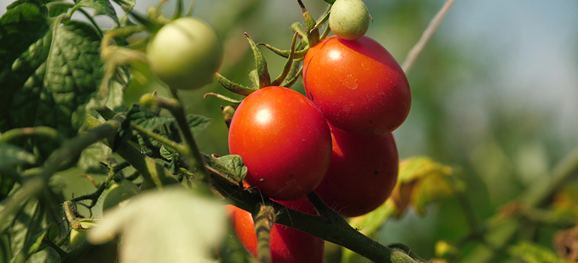 Hortifrúti quais fatores prejudicam a sanidade das lavouras