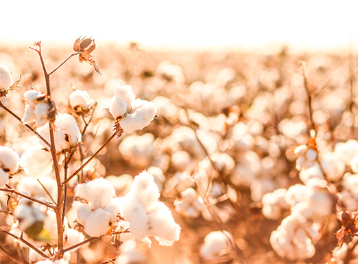 Lavoura de algodão