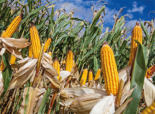Lavoura de milho