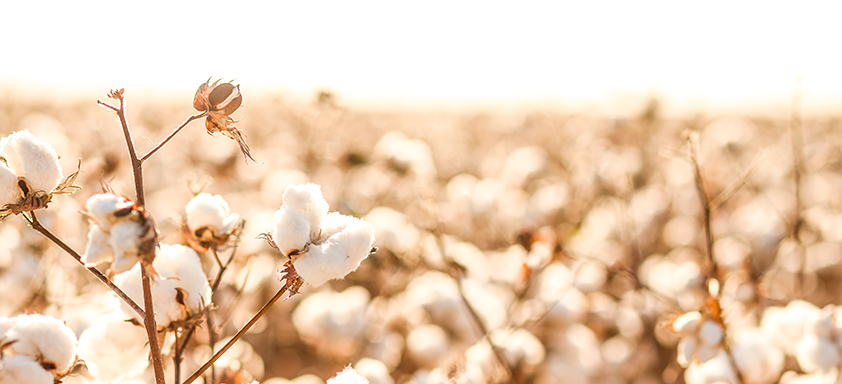 Lavoura de algodão