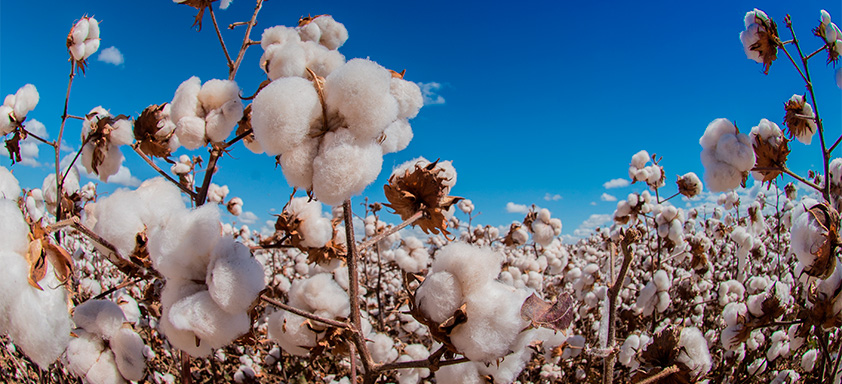 Lavoura de algodão