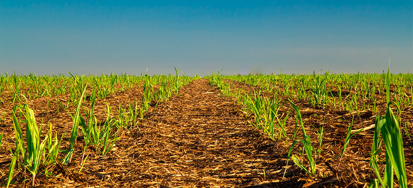 Lavoura de cana-de-açúcar
