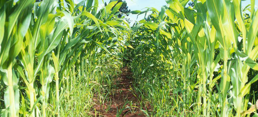 Lavoura de milho