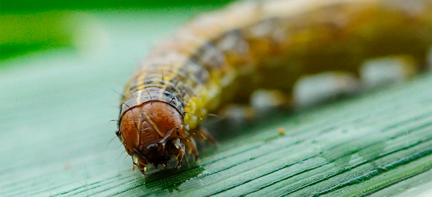 Lagarta Spodoptera