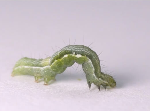 Imagem de lagarta