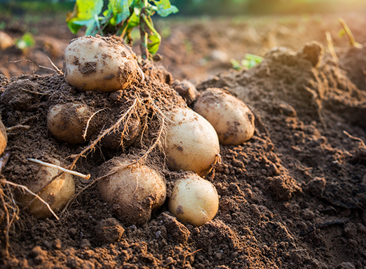investimentos setor hortifruti