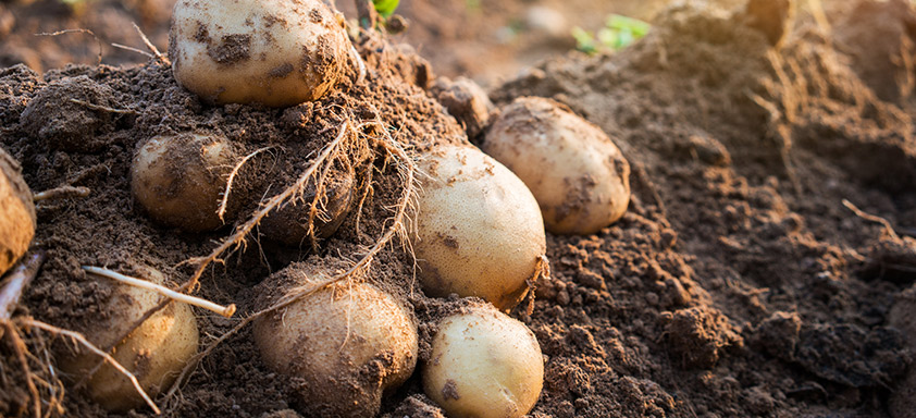 investimentos setor hortifruti