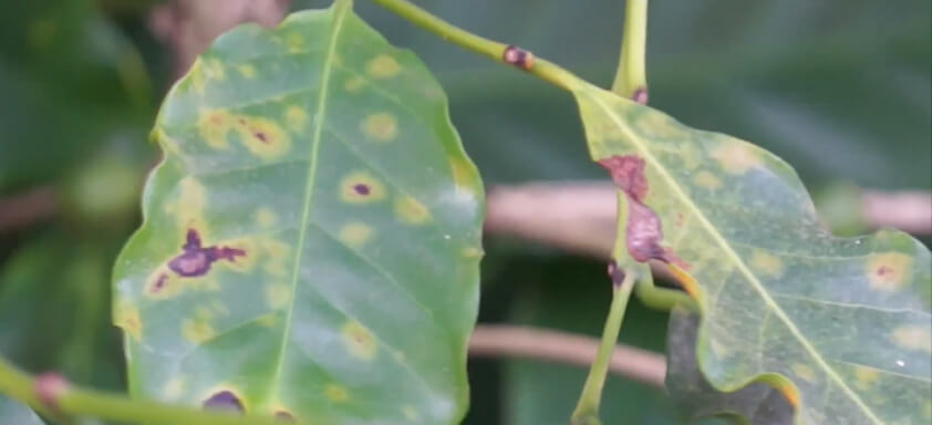 Folhas de café com ferrugem
