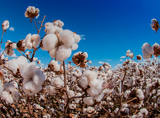 Algodão