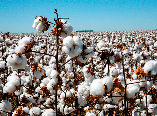 Algodão