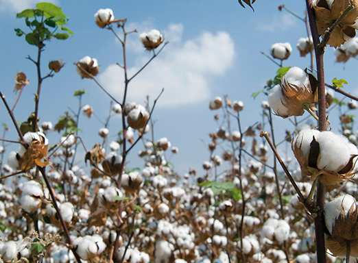 Algodão