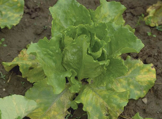 Hortaliças folhosas