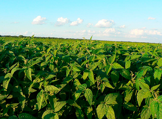 Lavoura de soja