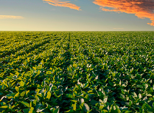 Lavoura de soja