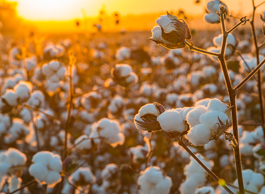 Algodão