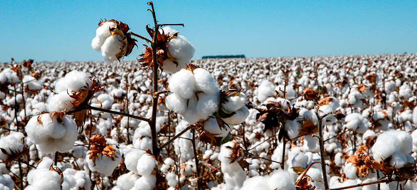 Algodão