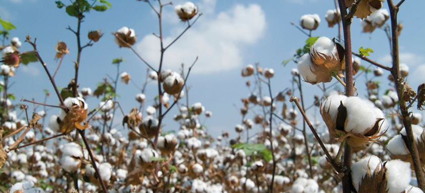 Algodão
