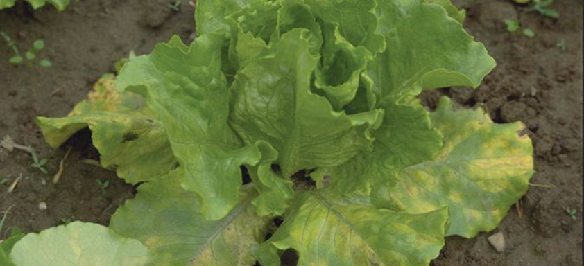 Hortaliças folhosas