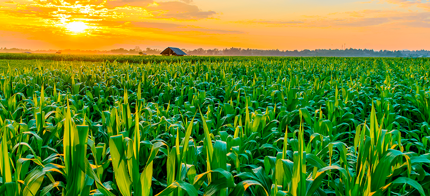Lavoura de milho
