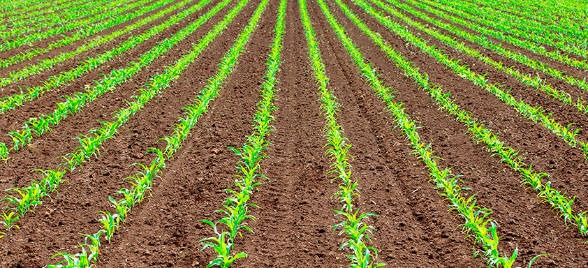 Lavoura de milho