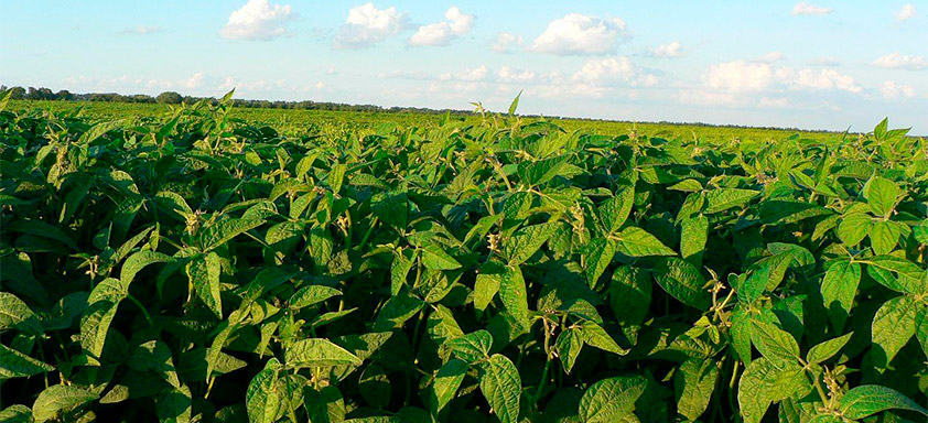 Lavoura de soja