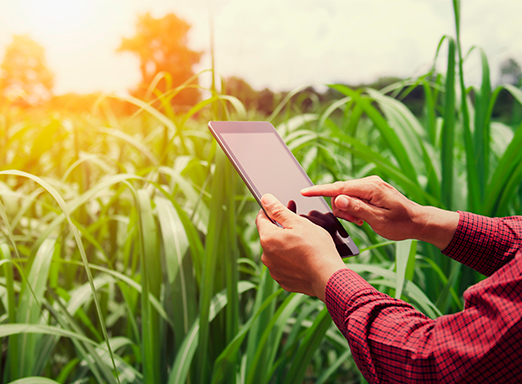 Agricultura digital no campo