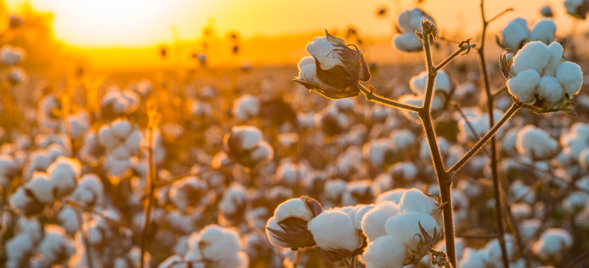 Algodão