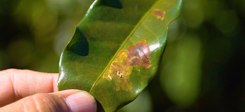 Folha de café com ferrugem e bicho-mineiro