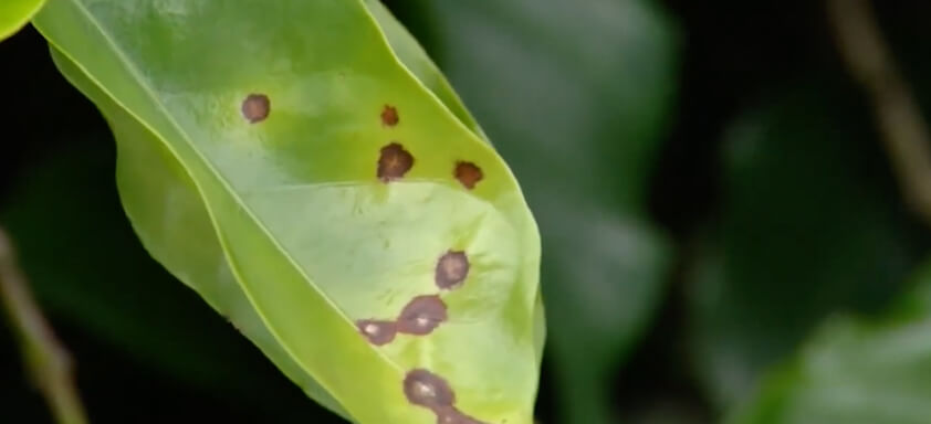 Folha de café com cercosporiose