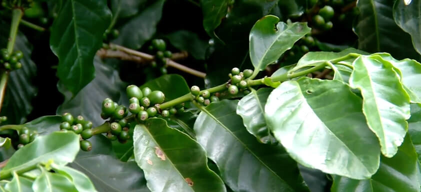 Cafezal com frutos
