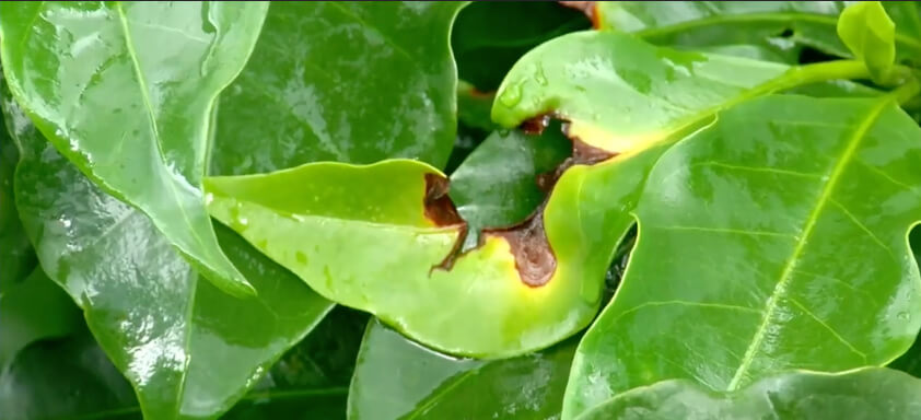 Folha de cafeeiro com doença