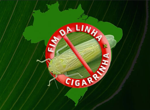 Ilustração de cigarrinha-do-milho com símbolo de proibido
