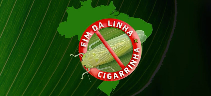 Ilustração de cigarrinha-do-milho com símbolo de proibido