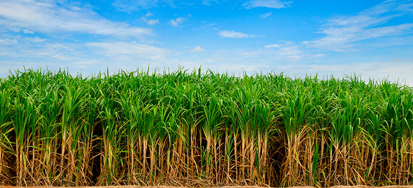 Cana-de-açúcar